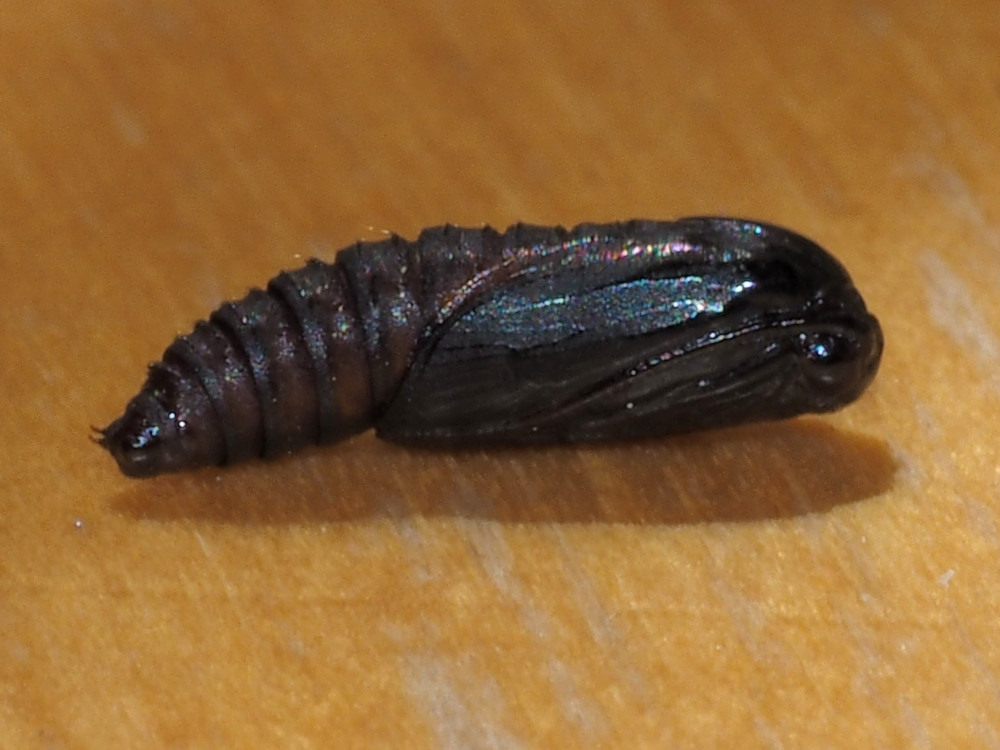 Bild Nr.09748 zum Vergrößern klicken Bild Nr.09748