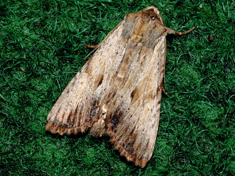 Bild Nr.09752 zum Vergrößern klicken Bild Nr.09752