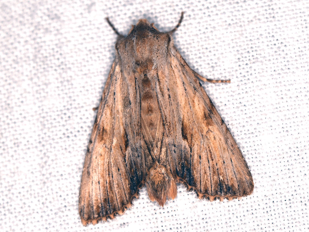 Bild Nr.09752 zum Vergrößern klicken Bild Nr.09752