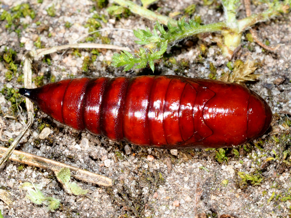 Bild Nr.09752 zum Vergrößern klicken Bild Nr.09752