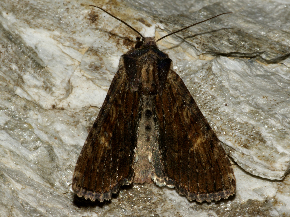 Bild Nr.09755 zum Vergrößern klicken Bild Nr.09755