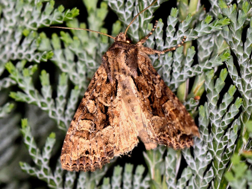 Bild Nr.09766 zum Vergrößern klicken Bild Nr.09766