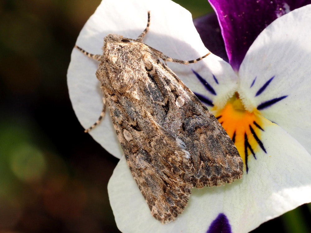 Bild Nr.09766 zum Vergrößern klicken Bild Nr.09766