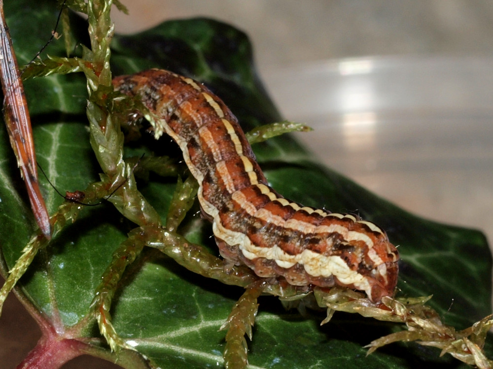 Bild Nr.09766 zum Vergrößern klicken Bild Nr.09766