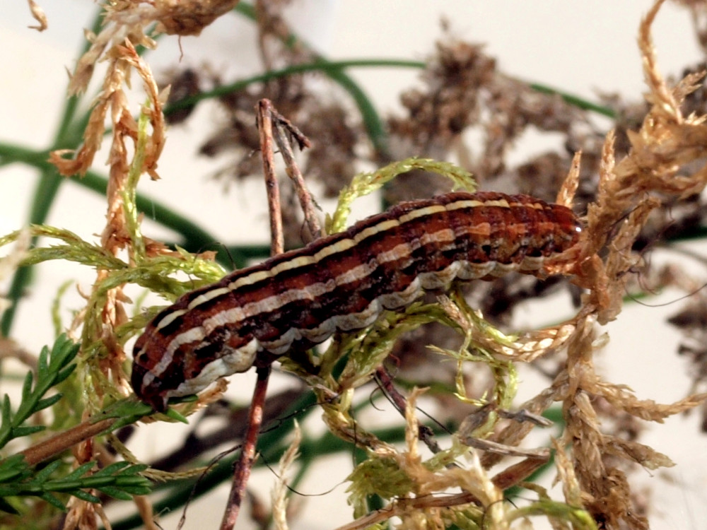 Bild Nr.09766 zum Vergrößern klicken Bild Nr.09766