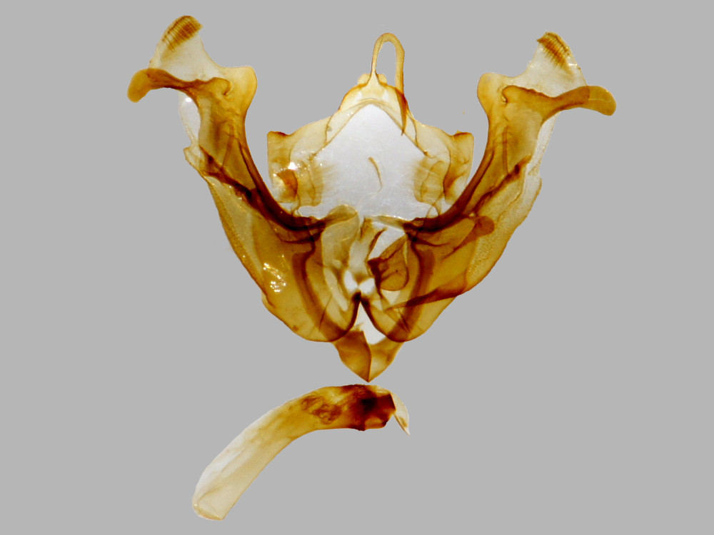 Bild Nr.09768 zum Vergrößern klicken Bild Nr.09768