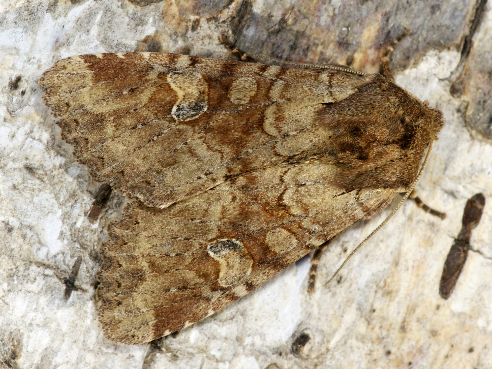 Bild Nr.09771 zum Vergrößern klicken Bild Nr.09771