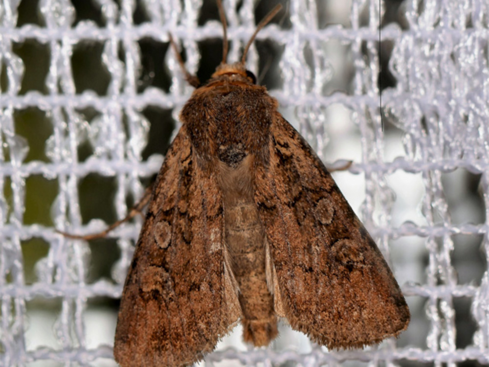 Bild Nr.09771 zum Vergrößern klicken Bild Nr.09771