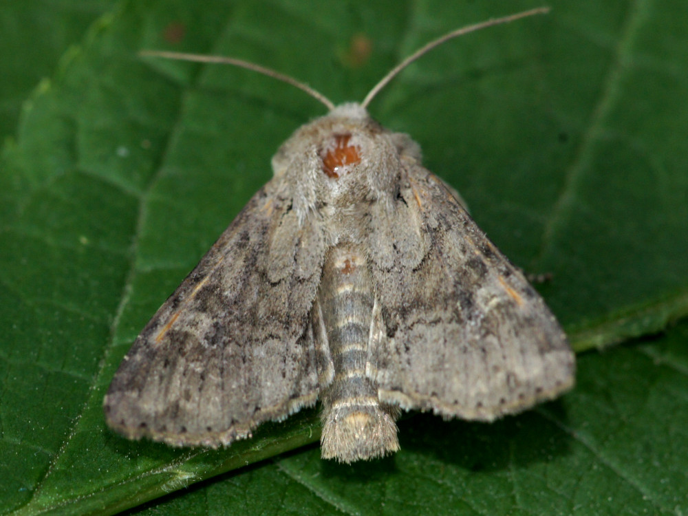 Bild Nr.09771 zum Vergrößern klicken Bild Nr.09771