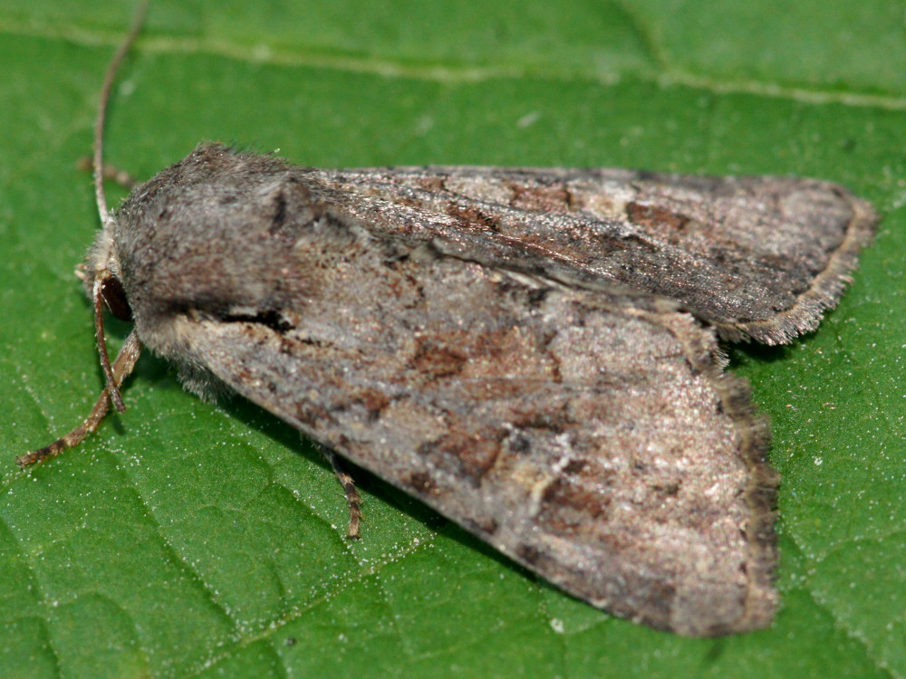 Bild Nr.09771 zum Vergrößern klicken Bild Nr.09771