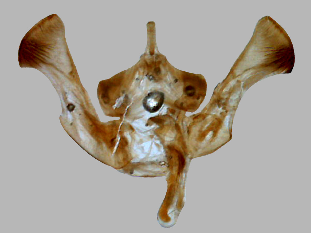 Bild Nr.09787 zum Vergrößern klicken Bild Nr.09787