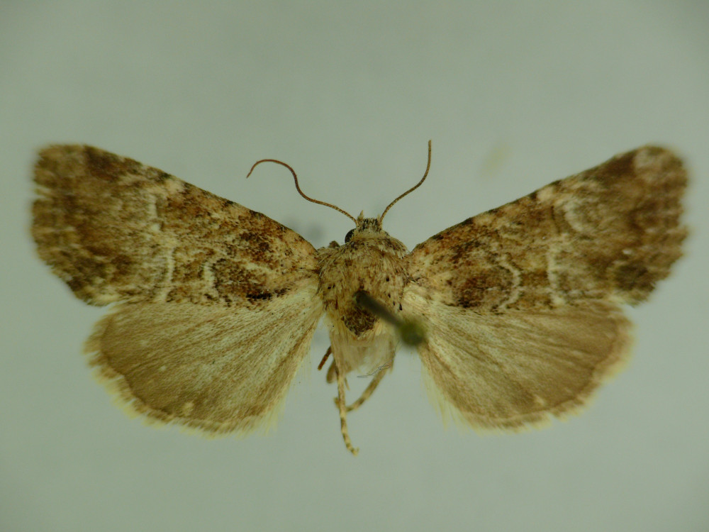 Bild Nr.09787 zum Vergrößern klicken Bild Nr.09787