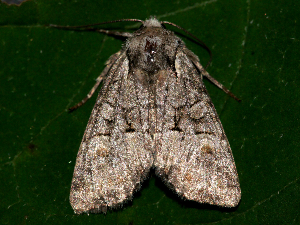 Bild Nr.09787 zum Vergrößern klicken Bild Nr.09787