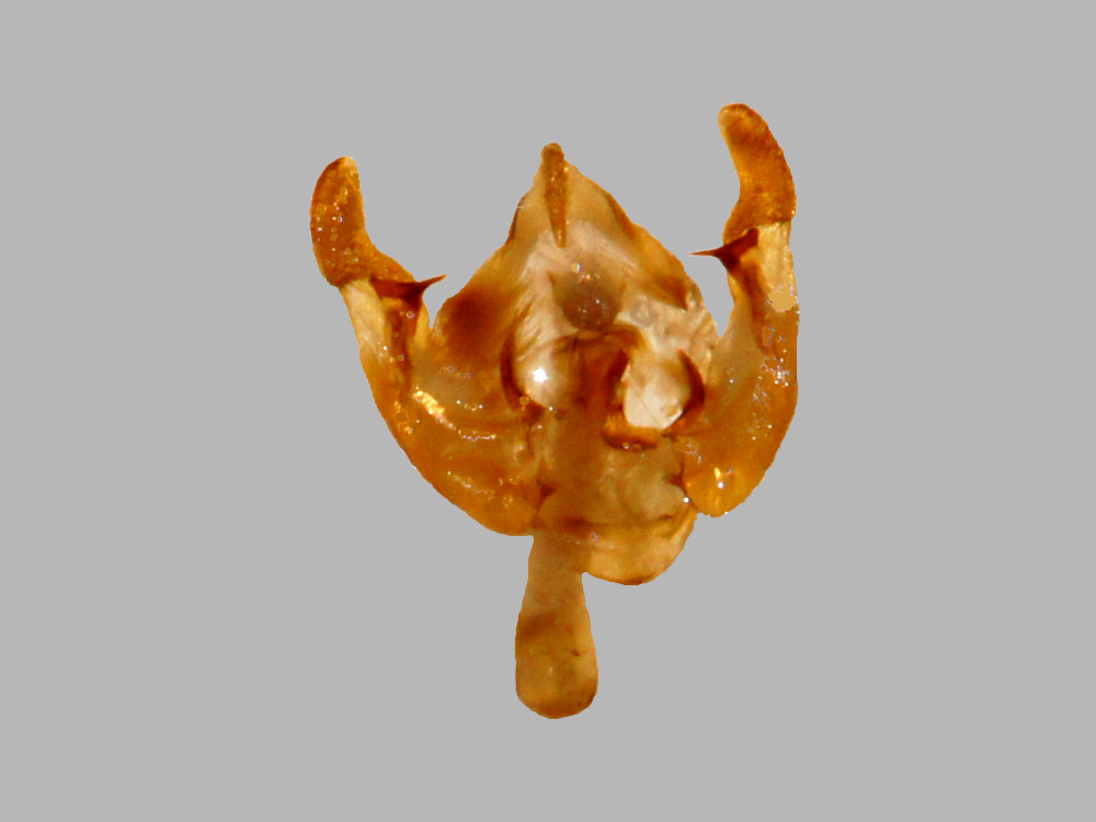 Bild Nr.09828 zum Vergrößern klicken Bild Nr.09828