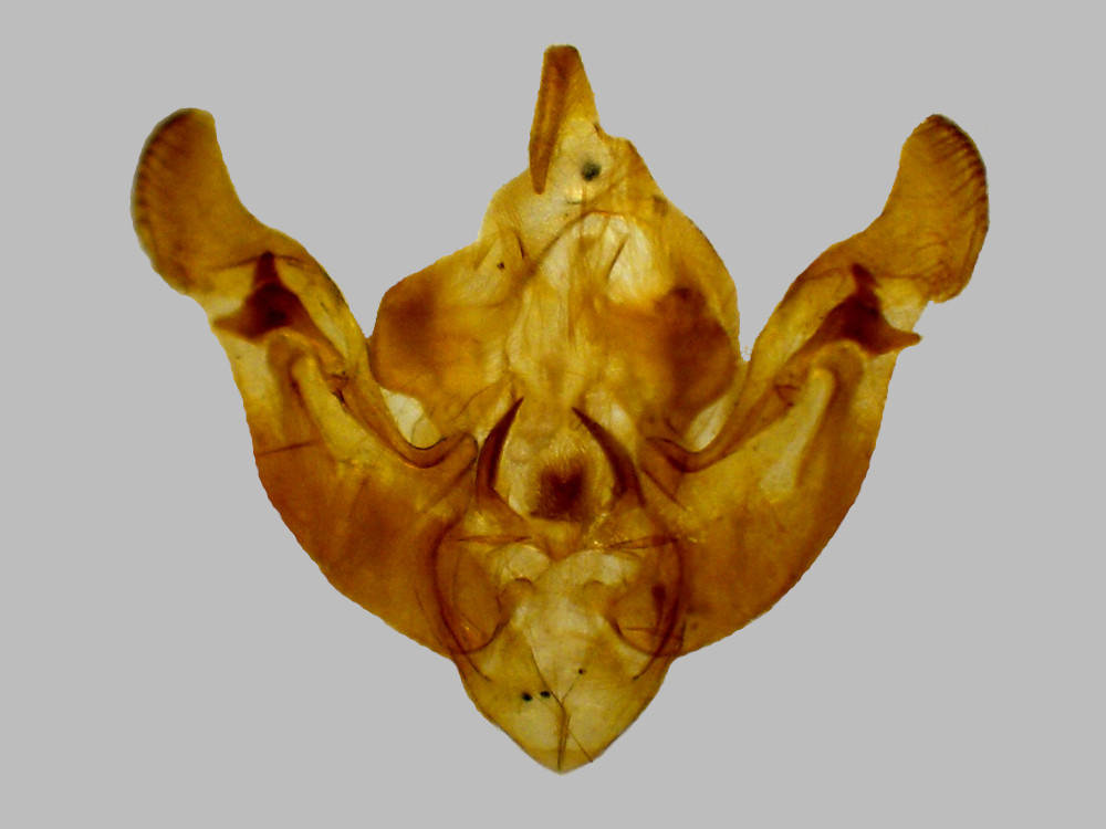 Bild Nr.09828 zum Vergrößern klicken Bild Nr.09828