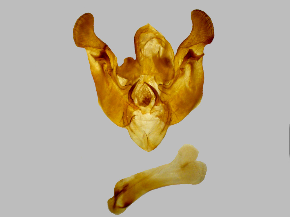 Bild Nr.09828 zum Vergrößern klicken Bild Nr.09828