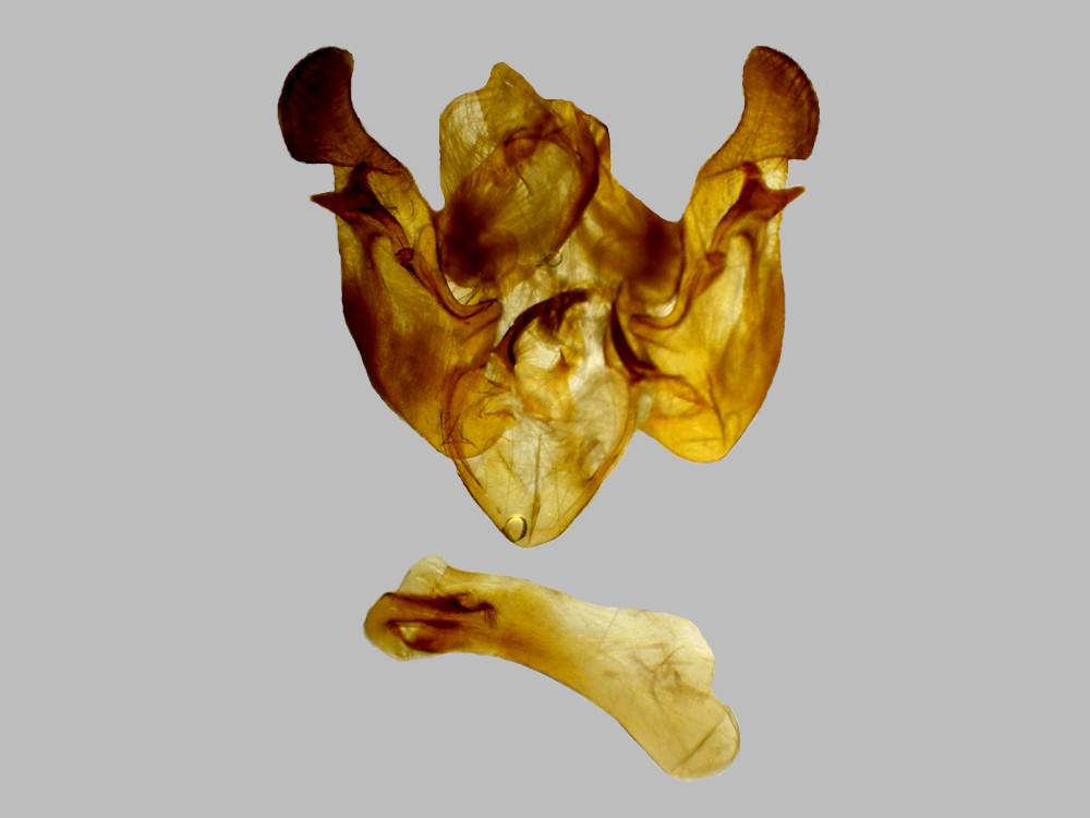 Bild Nr.09828 zum Vergrößern klicken Bild Nr.09828