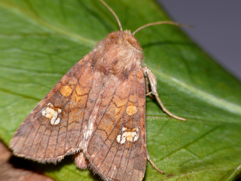 Bild Nr.09828 zum Vergrößern klicken Bild Nr.09828