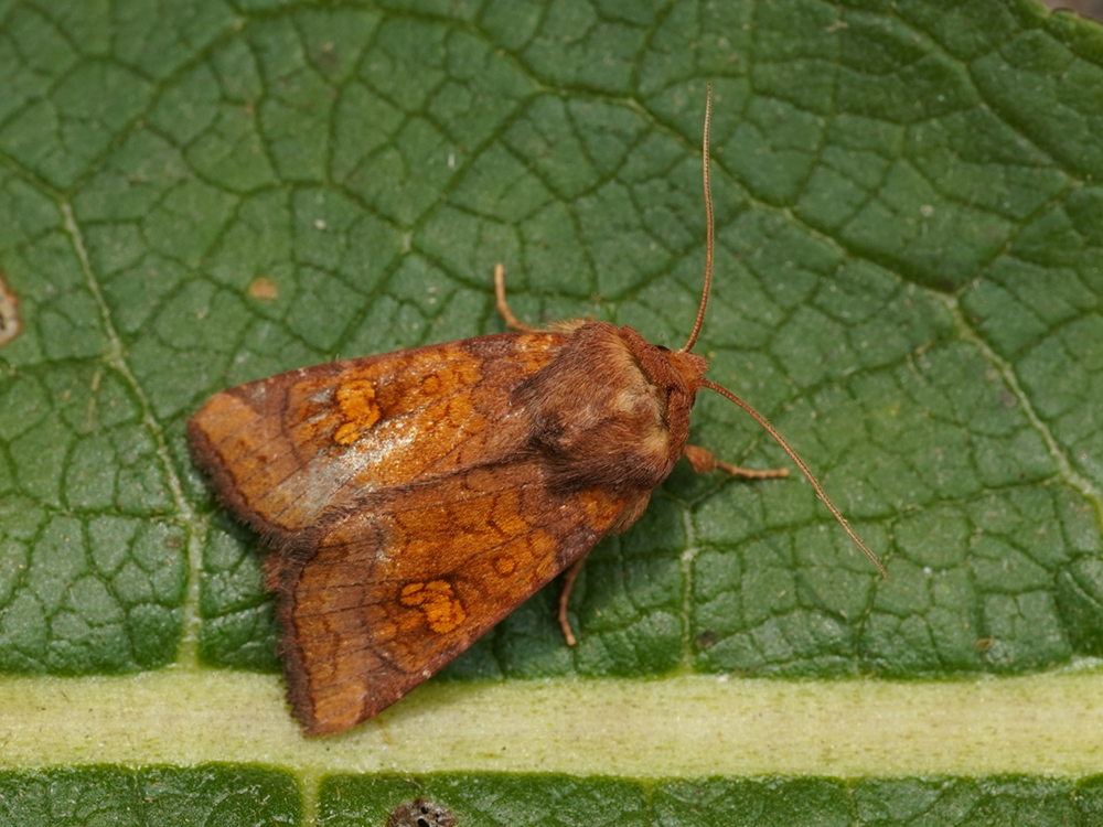 Bild Nr.09828 zum Vergrößern klicken Bild Nr.09828