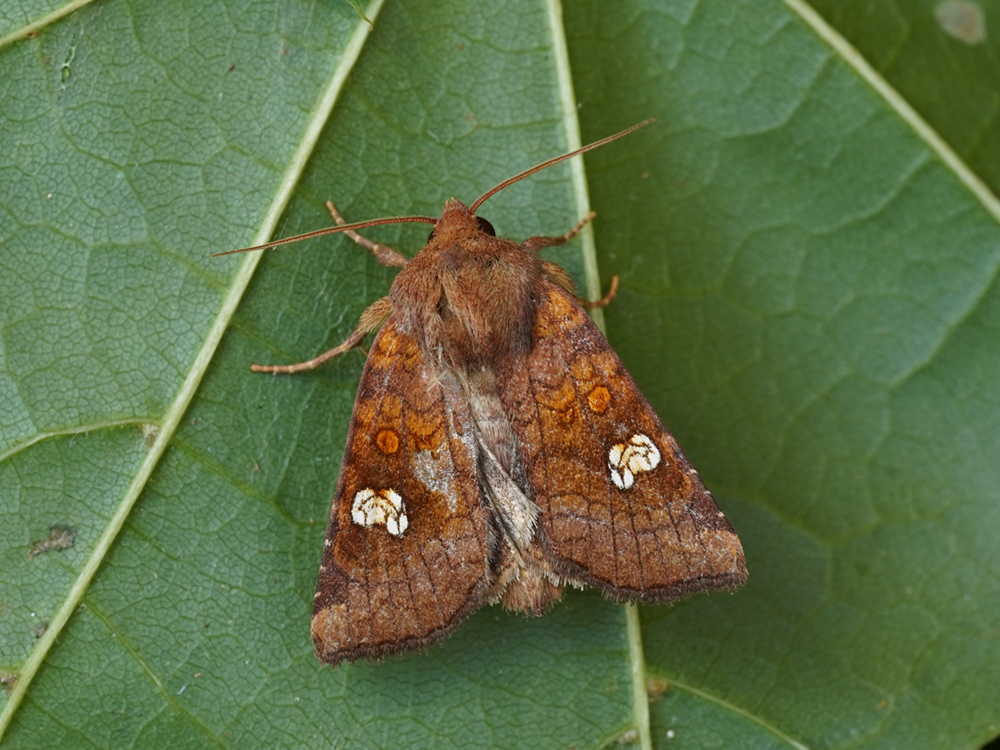 Bild Nr.09828 zum Vergrößern klicken Bild Nr.09828