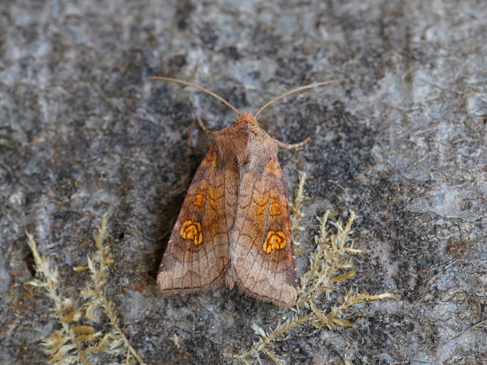 Bild Nr.09828 zum Vergrößern klicken Bild Nr.09828