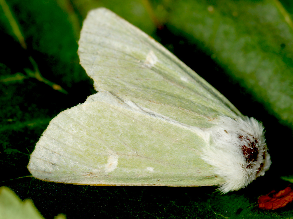 Bild Nr.09848 zum Vergrößern klicken Bild Nr.09848