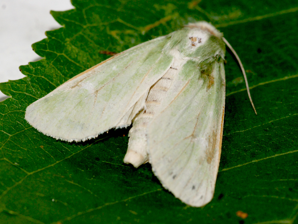 Bild Nr.09848 zum Vergrößern klicken Bild Nr.09848