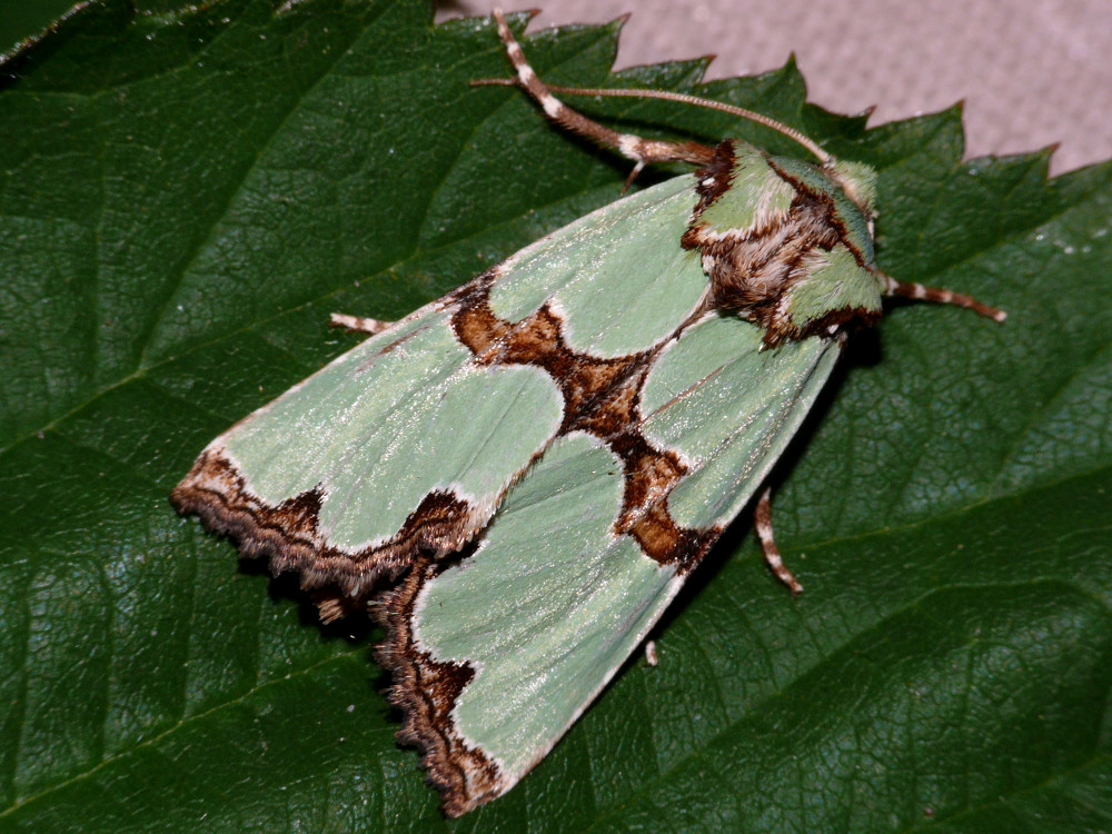 Bild Nr.09852 zum Vergrößern klicken Bild Nr.09852