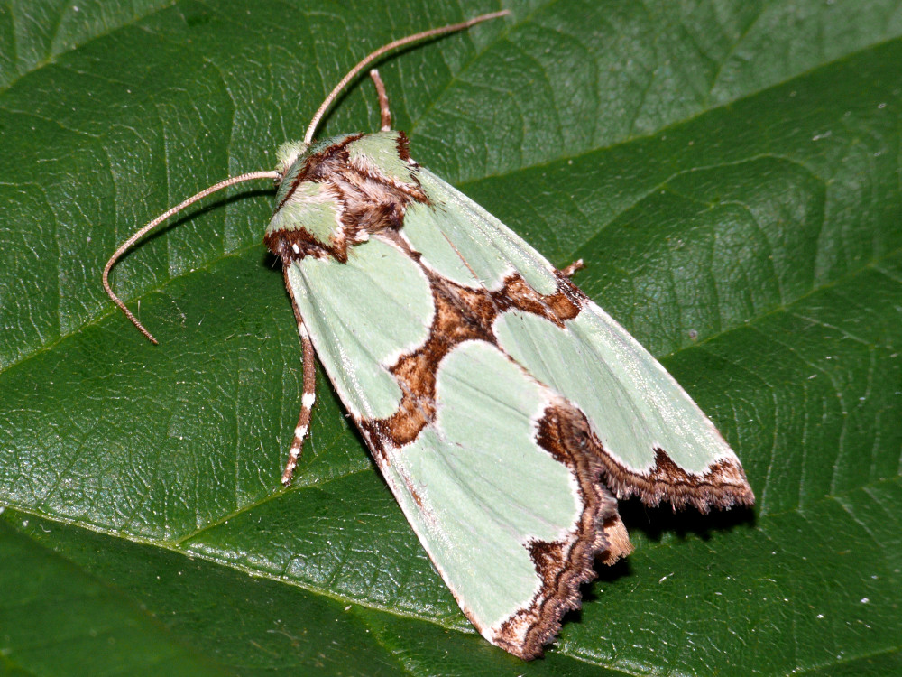 Bild Nr.09852 zum Vergrößern klicken Bild Nr.09852