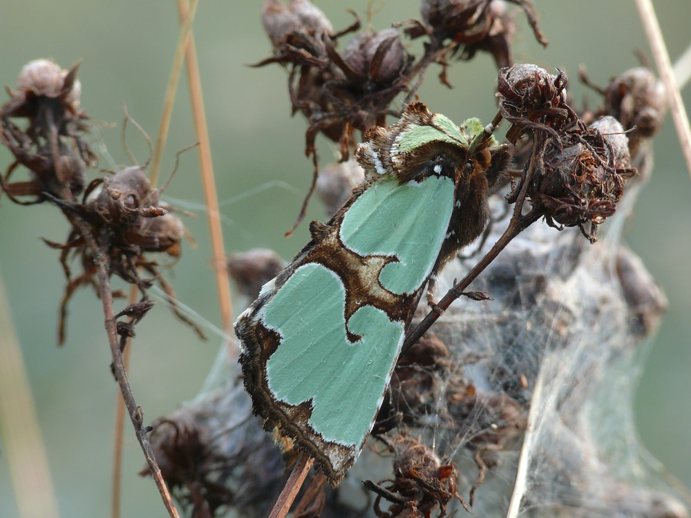 Bild Nr.09852 zum Vergrößern klicken Bild Nr.09852