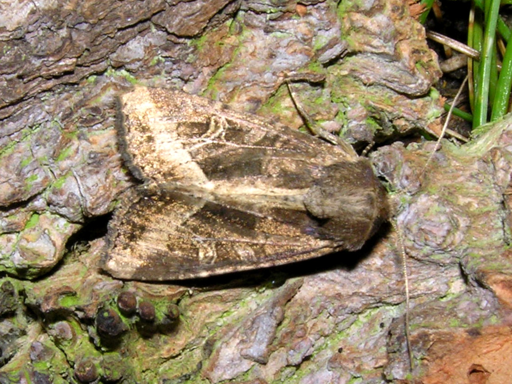 Bild Nr.09857 zum Vergrößern klicken Bild Nr.09857