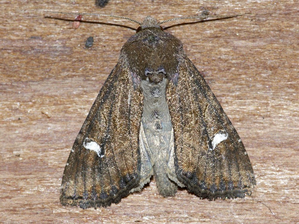 Bild Nr.09857 zum Vergrößern klicken Bild Nr.09857