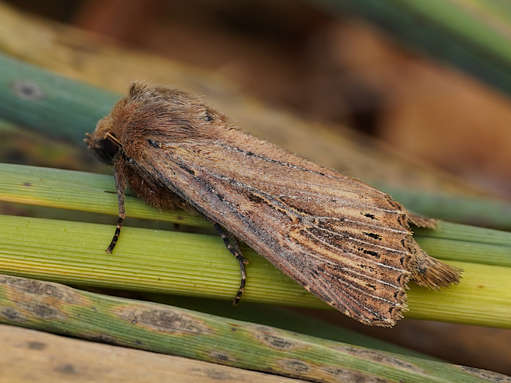 Bild Nr.09859 zum Vergrößern klicken Bild Nr.09859