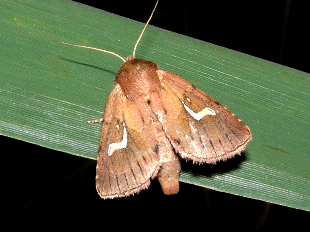 Bild Nr.09861 zum Vergrößern klicken Bild Nr.09861