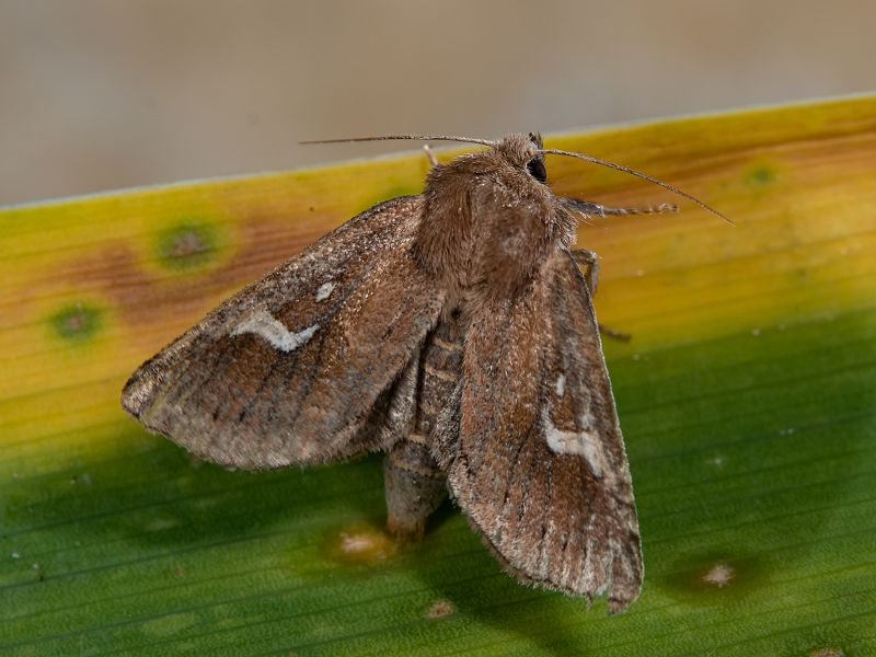 Bild Nr.09861 zum Vergrößern klicken Bild Nr.09861