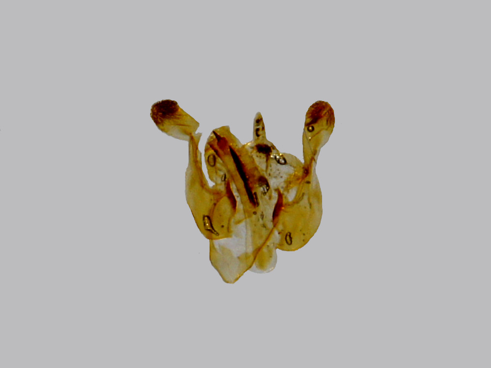 Bild Nr.09874 zum Vergrößern klicken Bild Nr.09874