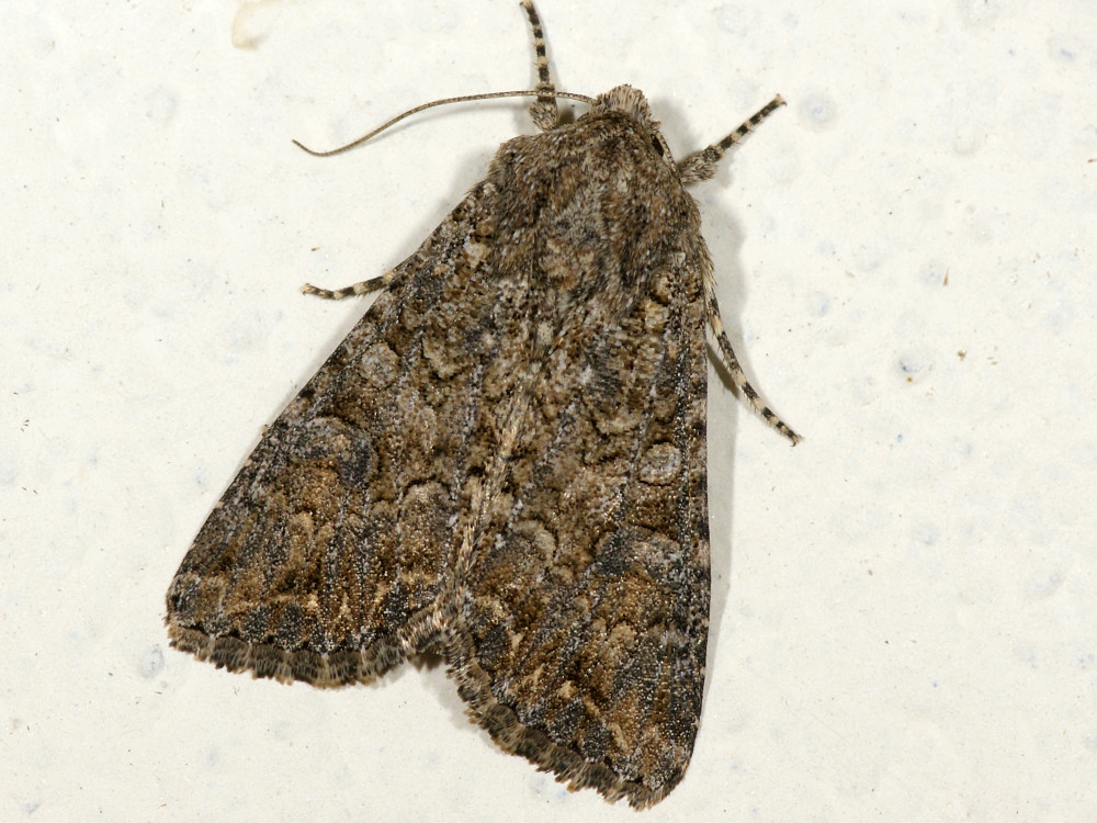 Bild Nr.09895 zum Vergrößern klicken Bild Nr.09895