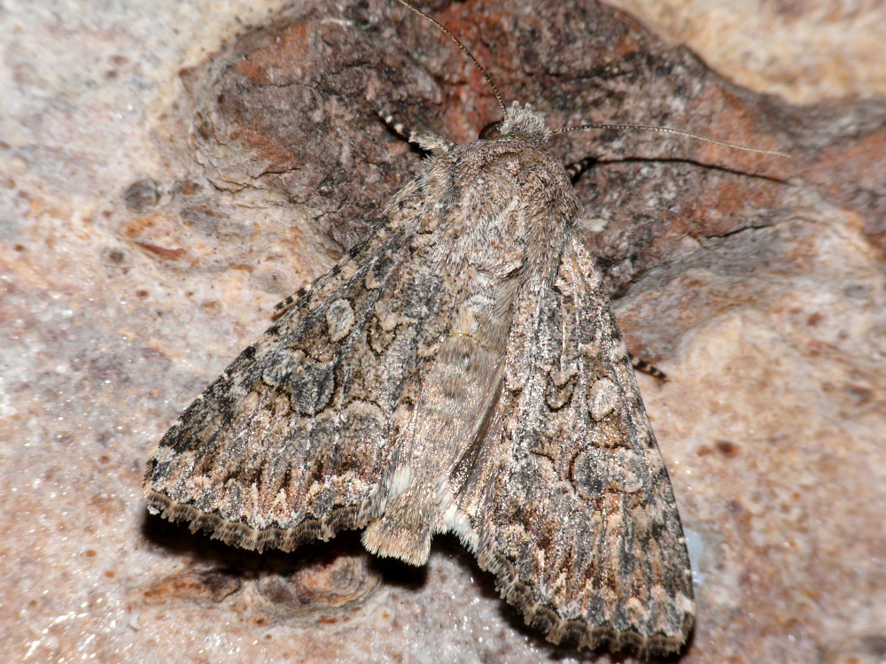 Bild Nr.09895 zum Vergrößern klicken Bild Nr.09895