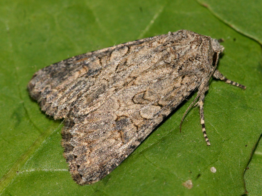 Bild Nr.09895 zum Vergrößern klicken Bild Nr.09895