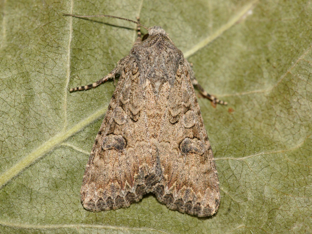 Bild Nr.09895 zum Vergrößern klicken Bild Nr.09895