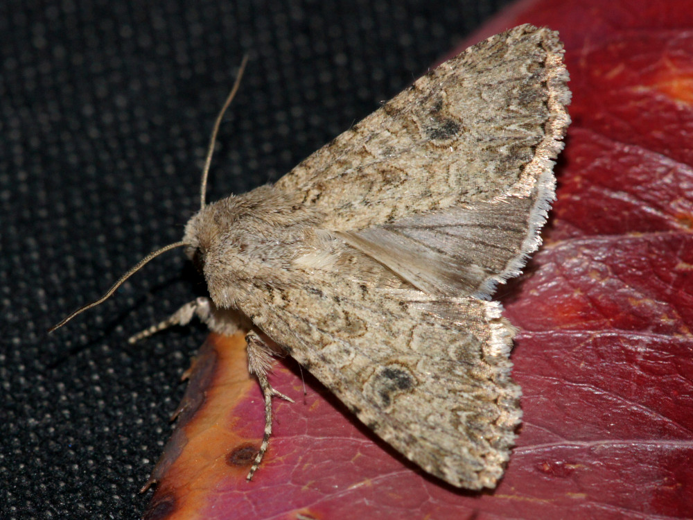 Bild Nr.09895 zum Vergrößern klicken Bild Nr.09895