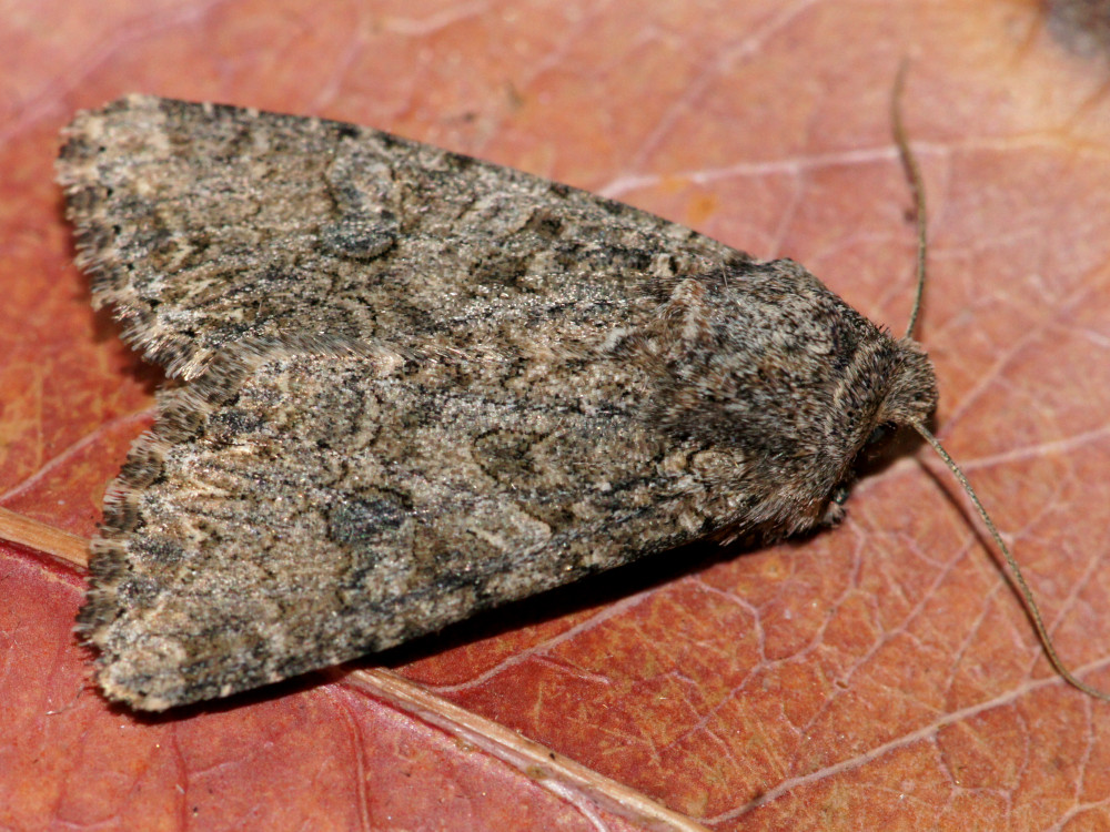 Bild Nr.09895 zum Vergrößern klicken Bild Nr.09895