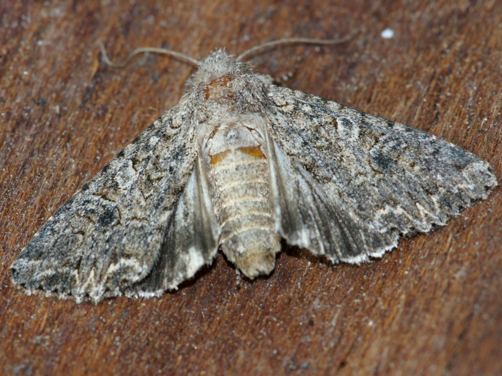 Bild Nr.09895 zum Vergrößern klicken Bild Nr.09895