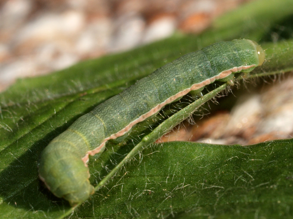 Bild Nr.09895 zum Vergrößern klicken Bild Nr.09895