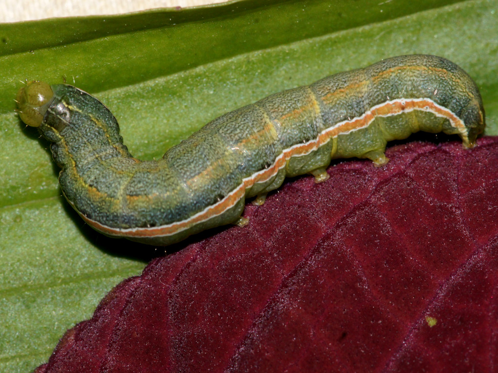 Bild Nr.09895 zum Vergrößern klicken Bild Nr.09895