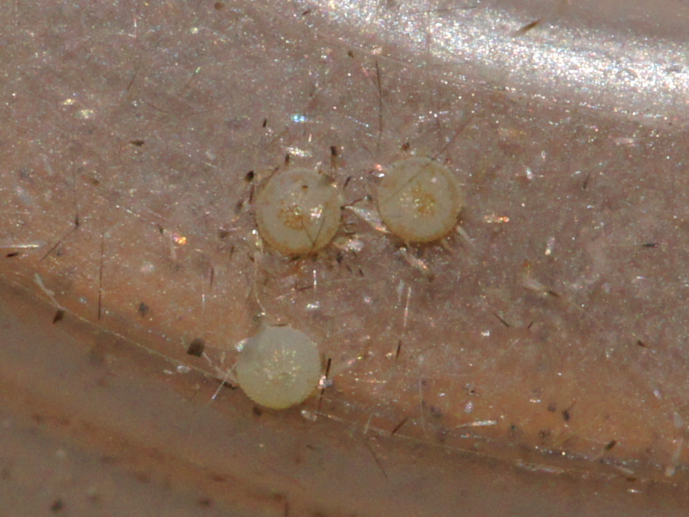 Bild Nr.09895 zum Vergrößern klicken Bild Nr.09895