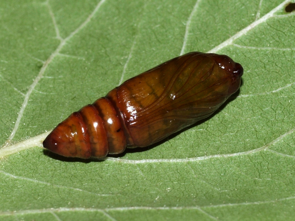 Bild Nr.09895 zum Vergrößern klicken Bild Nr.09895