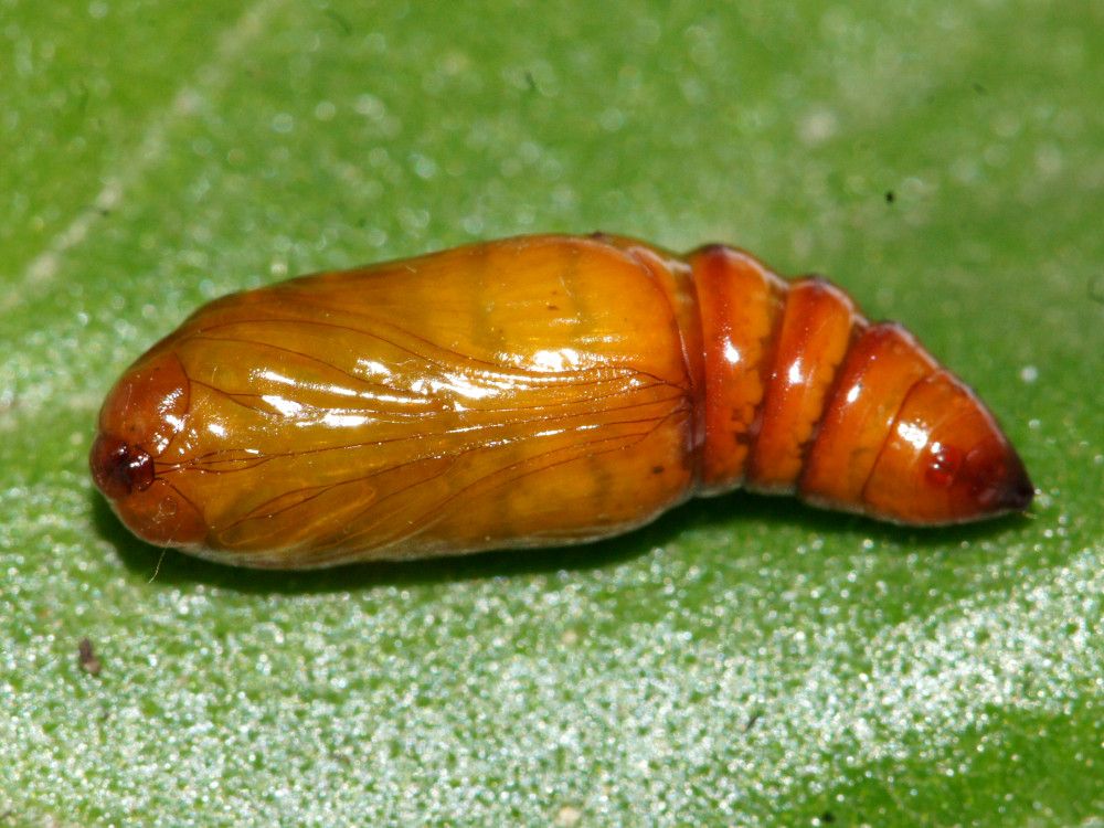 Bild Nr.09895 zum Vergrößern klicken Bild Nr.09895