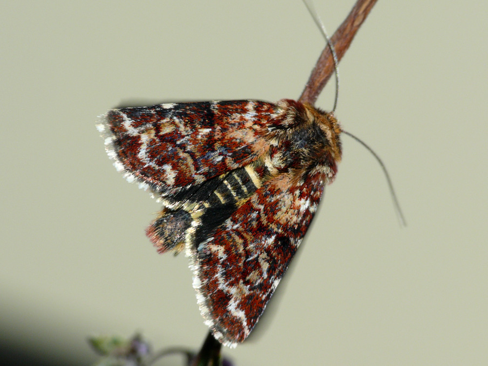 Bild Nr.09907 zum Vergrößern klicken Bild Nr.09907