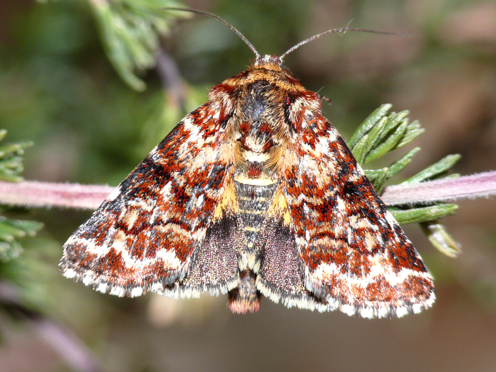 Bild Nr.09907 zum Vergrößern klicken Bild Nr.09907